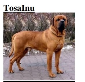 Tosa Inu - photo.jpg