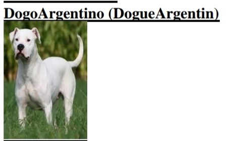 Dogue Argentin - photo .jpg