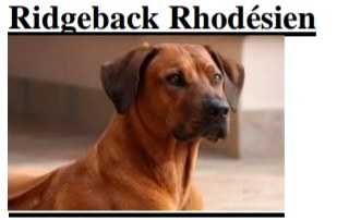 Ridgeback Rhodésien.jpg
